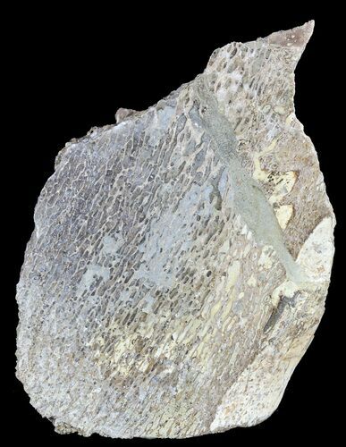 Polished Pliosaur (Liopleurodon) Bone - England #53432